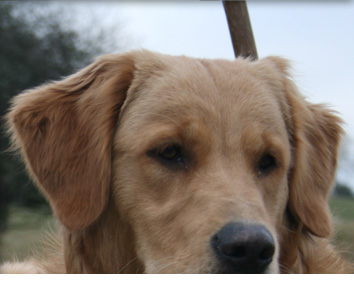 Image of the Lord Forester's new Golden Retriever, Duffers, named after the infamous drive at Willey Park