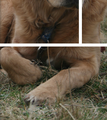Image of the Lord Forester's new Golden Retriever, Duffers, named after the infamous drive at Willey Park