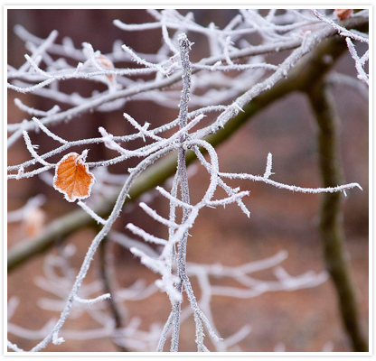 Large image of a frosty morning at Willey Park