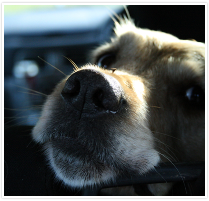 large image of gun dogs ready to retrieve shot birds