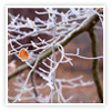 Image of a frosty morning at Willey Park