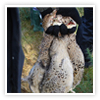 Image of shot pheasants at Willey Park