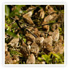 Image of poults at Willey Park