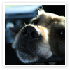 Image of gun dogs ready to retrieve shot birds