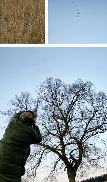 Image of one of the guns shooting and of pheasant poults in early June